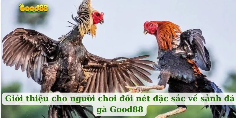 Giới thiệu cho người chơi đôi nét đặc sắc về sảnh đá gà Good88