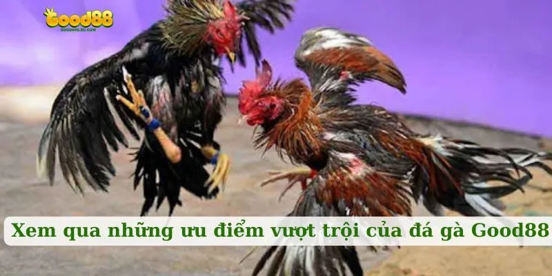 Xem qua những ưu điểm vượt trội của đá gà Good88