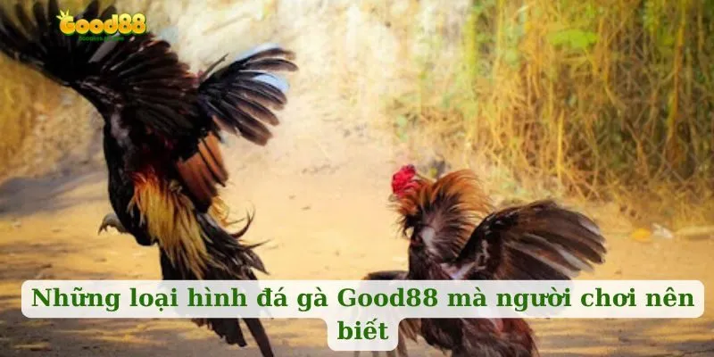 Những loại hình đá gà Good88 mà người chơi nên biết