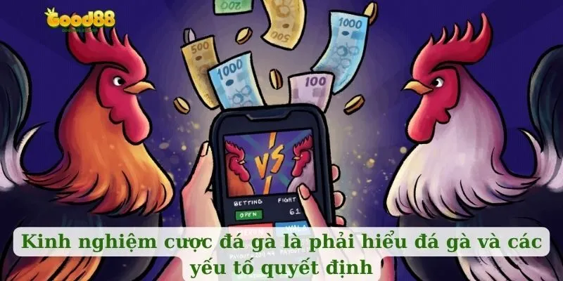 Kinh nghiệm cược đá gà là phải hiểu đá gà và các yếu tố quyết định