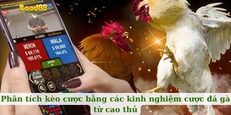 Phân tích kèo cược bằng các kinh nghiệm cược đá gà từ cao thủ