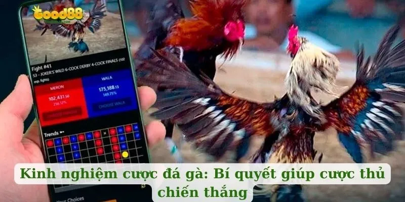 Kinh nghiệm cược đá gà: Bí quyết giúp cược thủ chiến thắng